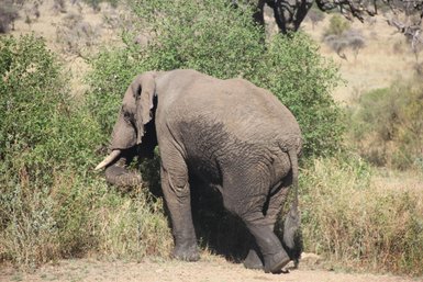 Elefant schreitet auf einen Busch in der Wildnis zu – Tansania Familienreise