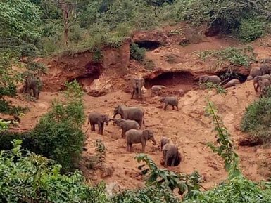 Elefantenherde nahe den beeindruckenden Elephant Caves – Tansania mit Kindern