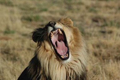 Ein Löwe der Brüllt - Namibia Urlaub mit Kindern