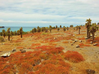 Eine weite Landschaft mit kaktusartigen Pflanzen und buntem, rotem Gras, das sich bis zum blauen Wasser erstreckt.