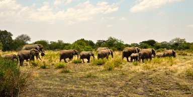 Elefantenherde zieht durch die offene Landschaft im Grumeti-Gebiet – Tansania mit Kindern