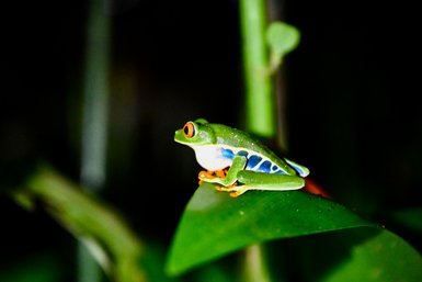 Eine leuchtend grüne Frosch sitzt auf einem Blatt, während die Dunkelheit des Waldes ihn umgibt.
