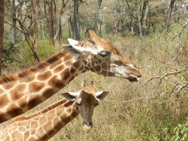 Zwei Giraffen stehen in einer grünen Umgebung, während eine von ihnen an einem Zweig knabbert.