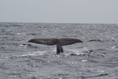 Ein Wal taucht mit seinem majestätischen Schwanz in die ruhige, glitzernde See ein, während Wellen sanft plätschern.