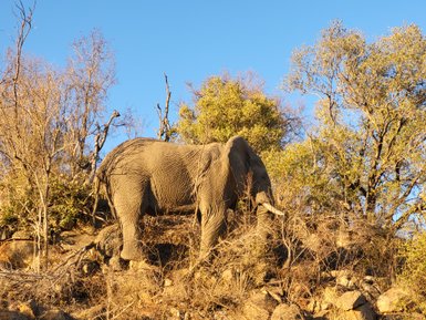 Ein mächtiger Elefant steht zwischen Bäumen in der südafrikanischen Wildnis – Südafrika Familienreise