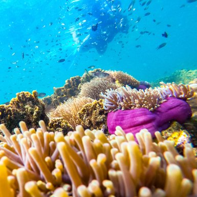 Erwachsener beim Schnorcheln in den klaren Gewässern rund um Koh Talu - Thailand Familienreise