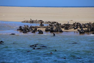 Eine Gruppe von Robben ruht sich am Strand aus, während einige im Wasser schwimmen und die Sonne genießen.