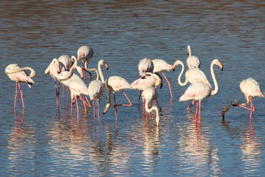 Eine Gruppe von Flamingos steht im flachen Wasser, ihre Reflexionen schimmern auf der Oberfläche.