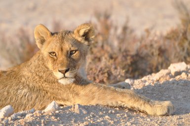 Eine Löwin ruht entspannt auf dem Boden - Namibia Rundreise mit Kindern