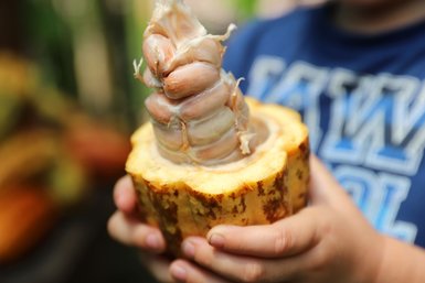 Unverarbeitete Kakaobohnen während der Don Juan Kaffee- und Kakao-Tour – Costa Rica Reise mit Kindern