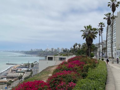 Bunte Bougainvillea blüht entlang eines Küstenwegs in Lima, mit Blick auf das Meer und die Stadt im Hintergrund.