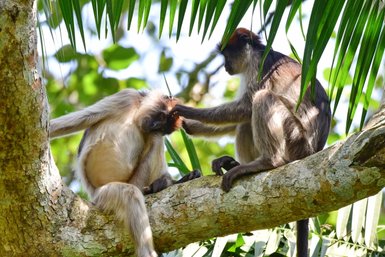 Zwei Affen sitzen auf einem Baumstamm und pflegen sich gegenseitig, umgeben von üppigem, grünem Laub.
