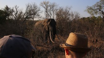 Jeepsafari bei Sonnenuntergang Elefant - Südafrika Safari mit Kindern