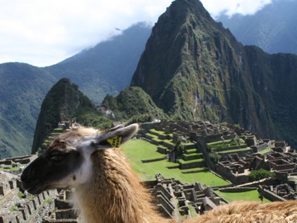 Ein Lama steht majestätisch vor den Ruinen von Machu Picchu, umgeben von grünen Bergen und strahlend blauem Himmel.