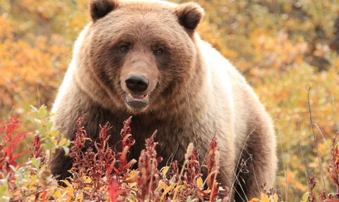 Braunbär in Natur - Westkanada mit Kindern