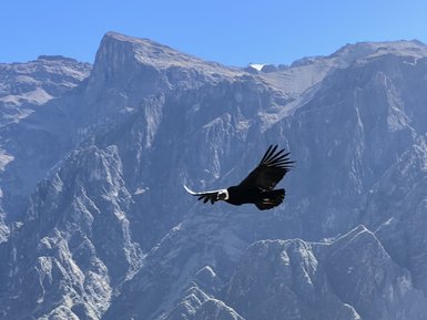 Ein majestätischer Andenkondor schwebt über den beeindruckenden, zerklüfteten Bergen unter einem strahlend blauen Himmel.