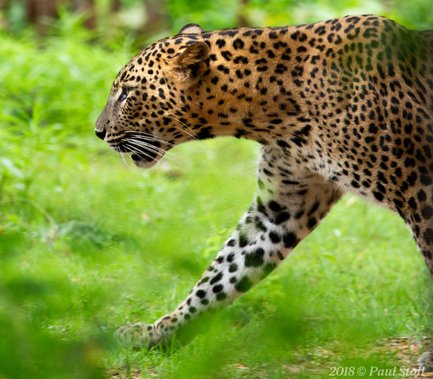 Ein Leopard schreitet majestätisch durch das grüne Unterholz, seine gefleckten Felle heben sich von der Umgebung ab.