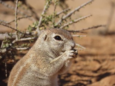 Ein Erdmännchen frisst etwas - Namibia mit Kindern