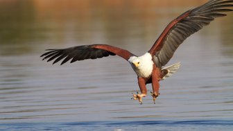 Ein majestätischer Seeadler schwebt über dem Wasser, bereit, seine Beute mit scharfen Krallen zu fangen.
