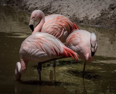 Drei elegante Flamingos stehen im seichten Wasser, ihre rosa Federn glänzen im Sonnenlicht und spiegeln sich im Wasser.