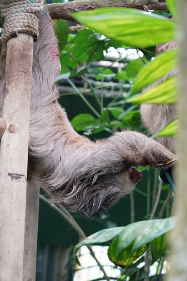Faultier hängt entspannt verkehrt herum an einem Ast – Costa Rica Reise mit Kindern