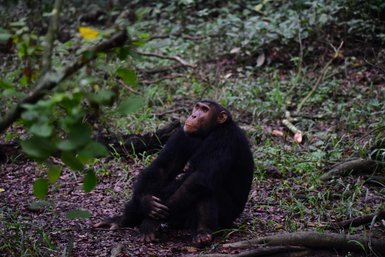 Ein Schimpanse sitzt nachdenklich im dichten, grünen Wald, umgeben von Blättern und Ästen, mit einem ruhigen Ausdruck.