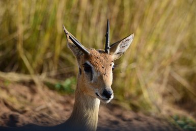 Ein Antilope mit spitzen Hörnern blickt neugierig in die Kamera, umgeben von hohem, goldenem Gras.