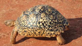 Eine Schildkröte mit einem auffälligen, gemusterten Panzer bewegt sich über den roten Boden des Tsavo Ost Nationalparks.
