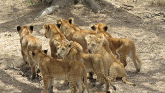 Babylöwen erkunden neugierig die weite Savanne – Tansania Reise mit Kindern