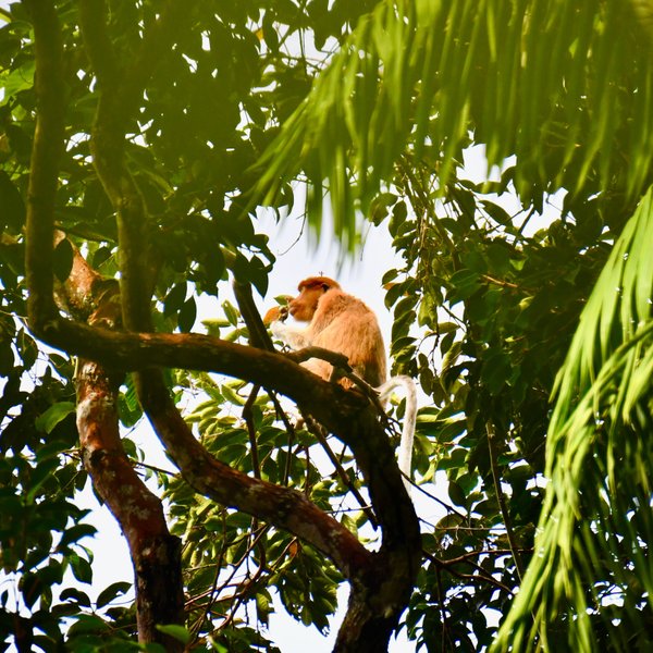 Ein neugieriger Nasenaffe ruht auf einem Ast im Bako Nationalpark – Malaysia & Borneo Familienreise