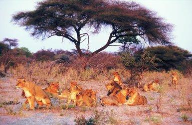 Eine Gruppe von Löwen ruht sich in der Savanne aus, umgeben von trockenem Gras und vereinzelten Bäumen im Hintergrund.