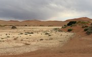 Eine weite, trockene Landschaft mit sanften, roten Dünen und vereinzelten grünen Pflanzen, die den kargen Boden durchbrechen.
