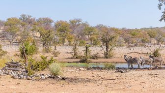 Eine Gruppe Zebras steht an einem Wasserloch - Namibia Familienurlaub