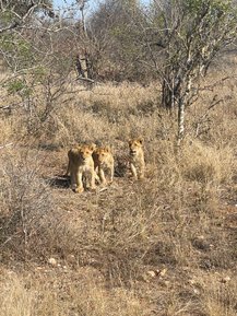 Babylöwen laufen in der trockenen Savanne im Kruger-Nationalpark – Südafrika Familienreise