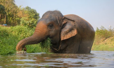 Gemütlicher Elefant steht im Wasser und frisst Gras – Thailand Familienreise