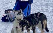 Schlittenhunde im Schnee - Schweden Winter Familienreise