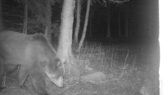 Ein Bär wandert durch einen dunklen Wald, umgeben von hohen Bäumen und spärlichem Unterholz.