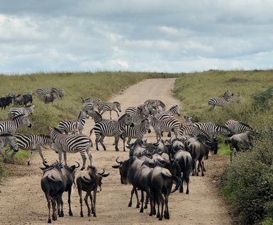 Zebras und Streifengnus im Serengeti-Nationalpark unterwegs – Tansania mit Kindern