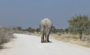 Ein Elefant geht gemächlich auf einer staubigen Straße, umgeben von trockener Vegetation und einem klaren blauen Himmel.