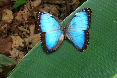 Leuchtend blauer Schmetterling im EcoCentro Danaus in Alajuela – Costa Rica Reise mit Kindern