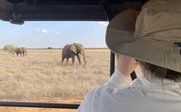 Elefantenbeobachtung auf Safari - Kenia Familienurlaub