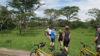 Eine Gruppe von Radfahrern erkundet die grüne Landschaft, während einige Giraffen im Hintergrund sichtbar sind.
