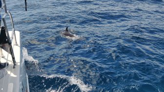 Ein Delfin schwimmt elegant durch das klare, blaue Wasser, während ein Boot in der Nähe fährt.