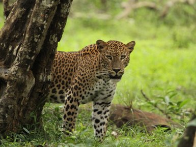 Ein Leopard blickt aufmerksam im Nationalpark – Sri Lanka Familienreise
