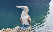 Blaufußtölpel sitzt auf Fels am Wasser - Galapagos Family & Teens