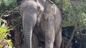 Ein majestätischer Elefant steht zwischen Bäumen, sein großer Körper ist von der Sonne beleuchtet und wirkt beeindruckend.