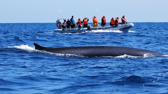 Eine Gruppe von Touristen in orangefarbenen Schwimmwesten beobachtet einen Wal, der majestätisch durch das blaue Wasser schwimmt.