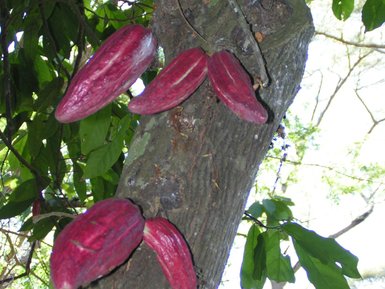 An einem Baum hängen mehrere leuchtend rote Kakaofrüchte, umgeben von grünen Blättern und einem hellen Hintergrund.