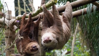 Faultiere hängen gemütlich an einem Ast im dichten Regenwald – Costa Rica Reise mit Kindern