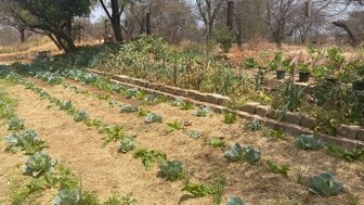 Blick auf den Gemüsegarten der Makutsi Farm mit verschiedenen Gemüsebeeten – Südafrika Familienreise